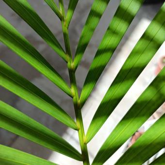 Holistic Performance: The Mind-Body Operating System